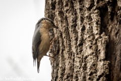 Nuthatch on Tree Removing Debris Around Nest Hole