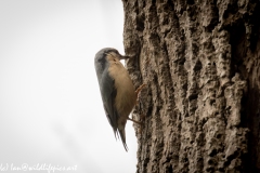 Nuthatch on Tree Removing Debris Around Nest Hole