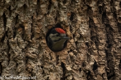 Young Great Spotted Woodpecker About to Leave Nest