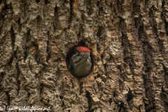 Young Great Spotted Woodpecker About to Leave Nest