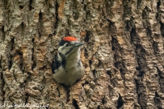 Young Great Spotted Woodpecker About to Leave Nest