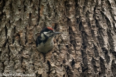 Young Great Spotted Woodpecker About to Leave Nest