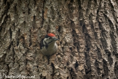 Young Great Spotted Woodpecker About to Leave Nest