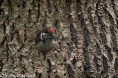 Young Great Spotted Woodpecker About to Leave Nest