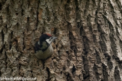 Young Great Spotted Woodpecker About to Leave Nest