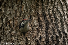 Young Great Spotted Woodpecker About to Leave Nest