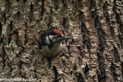 Young Great Spotted Woodpecker About to Leave Nest