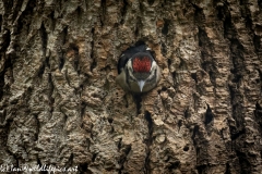 Young Great Spotted Woodpecker About to Leave Nest