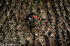 Young Great Spotted Woodpecker About to Leave Nest