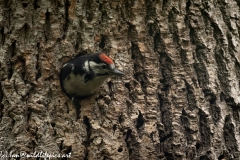 Young Great Spotted Woodpecker About to Leave Nest