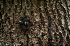 Young Great Spotted Woodpecker About to Leave Nest