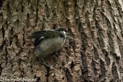 Young Great Spotted Woodpecker Leaving the Nest