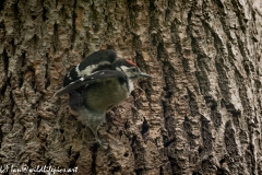 Young Great Spotted Woodpecker Leaving the Nest