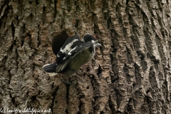 Young Great Spotted Woodpecker Leaving the Nest