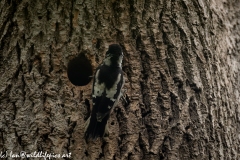 Young Great Spotted Woodpecker Leaving the Nest