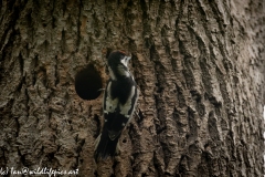 Young Great Spotted Woodpecker Leaving the Nest