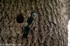 Young Great Spotted Woodpecker Leaving the Nest