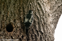 Young Great Spotted Woodpecker Leaving the Nest