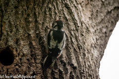 Young Great Spotted Woodpecker Leaving the Nest