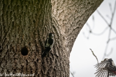 Young Great Spotted Woodpecker Leaving the Nest and Adult Returning