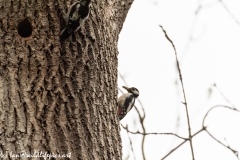 Young Great Spotted Woodpecker Leaving the Nest and Adult Returning