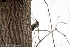 Young Great Spotted Woodpecker Leaving the Nest and Adult Returning