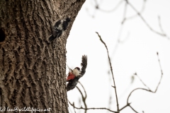 Young Great Spotted Woodpecker Leaving the Nest and Adult Returning