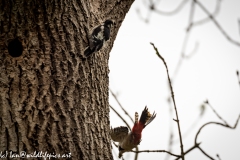 Young Great Spotted Woodpecker Leaving the Nest and Adult Returning