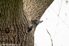 Young Great Spotted Woodpecker Leaving the Nest