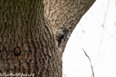 Young Great Spotted Woodpecker Leaving the Nest