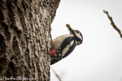 Male Great Spotted Woodpecker Returning with Food for Young