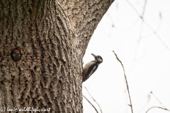 Male Great Spotted Woodpecker Returning with Food for Young