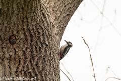 Male Great Spotted Woodpecker Returning with Food for Young