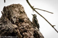 Male Great Spotted Woodpecker Returning with Food for Young, Young Great Spotted Woodpecker, Great Spotted Woodpecker, Woodpecker