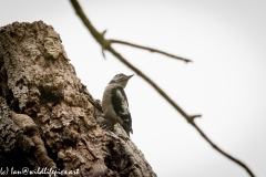 Young Great Spotted Woodpecker Leaving the Nest