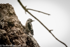 Young Great Spotted Woodpecker Leaving the Nest