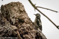 Young Great Spotted Woodpecker Leaving the Nest