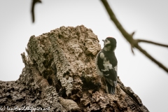 Young Great Spotted Woodpecker Leaving the Nest