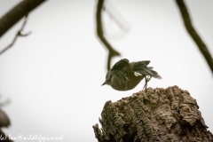 Young Great Spotted Woodpecker Leaving the Nest