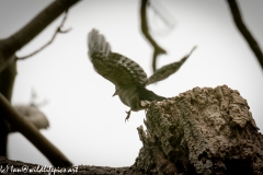 Young Great Spotted Woodpecker Leaving the Nest