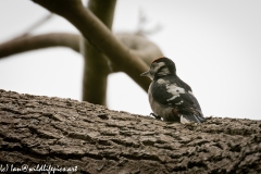 Young Great Spotted Woodpecker Leaving the Nest