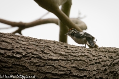 Young Great Spotted Woodpecker Leaving the Nest