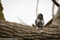 Young Great Spotted Woodpecker Leaving the Nest