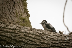 Young Great Spotted Woodpecker Leaving the Nest