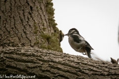 Young Great Spotted Woodpecker Leaving the Nest