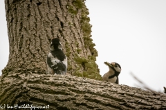 Young Great Spotted Woodpecker Leaving the Nest Adult feeding One Last Time