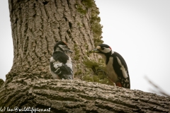 Young Great Spotted Woodpecker Leaving the Nest Adult feeding One Last Time