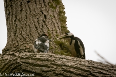 Young Great Spotted Woodpecker Leaving the Nest Adult feeding One Last Time