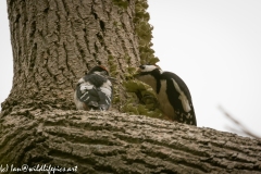 Young Great Spotted Woodpecker Leaving the Nest Adult feeding One Last Time