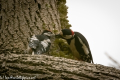 Young Great Spotted Woodpecker Leaving the Nest Adult feeding One Last Time